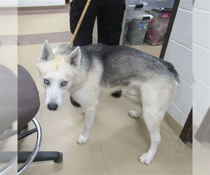 - Mix Dogs for adoption in Derwood, MD, USA