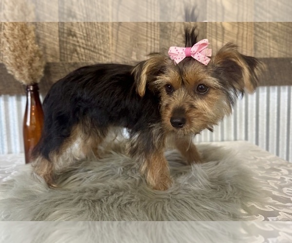 Medium Photo #7 Yorkshire Terrier Puppy For Sale in NAPPANEE, IN, USA