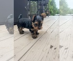Small #13 Yorkshire Terrier