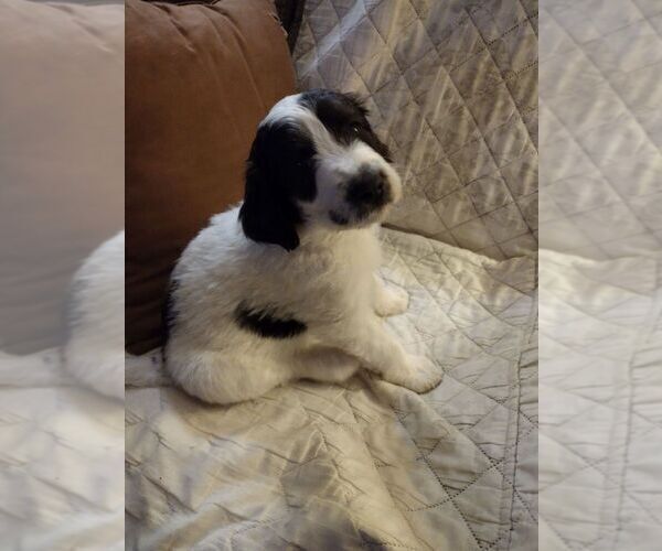 Medium Photo #1 Pyredoodle Puppy For Sale in CAIRO, GA, USA