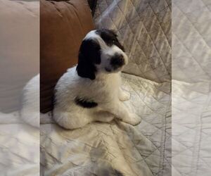 Pyredoodle Puppy for sale in CAIRO, GA, USA