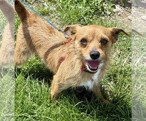 Mutt Dogs for adoption in Lee's Summit, MO, USA