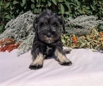 Small #7 Schnauzer (Miniature)