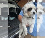 Small #3 Maltipoo
