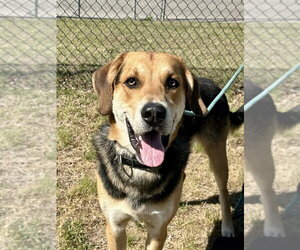 Mutt Dogs for adoption in Glen Allen, VA, USA