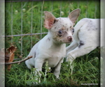 Small #1 Chihuahua