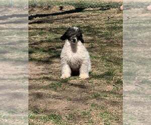 Poodle (Miniature) Puppy for Sale in HADDAM, Kansas USA