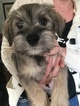 Small Photo #1 Schnauzer (Miniature) Puppy For Sale in LYONS, MI, USA