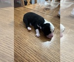 Puppy Joy Aussiedoodle Miniature 