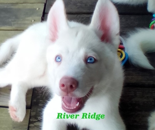 Medium Photo #5 Siberian Husky Puppy For Sale in GONZALES, LA, USA