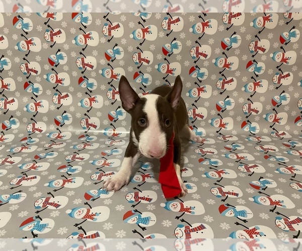 Medium Photo #8 Bull Terrier Puppy For Sale in BIRMINGHAM, AL, USA