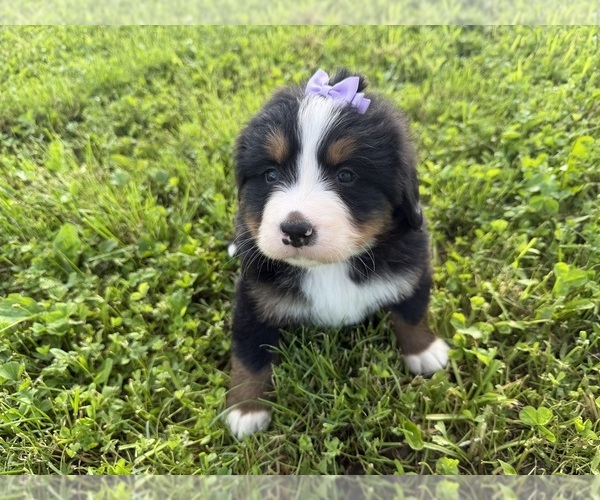 Medium Photo #9 Bernese Mountain Dog Puppy For Sale in ATHENS, WI, USA