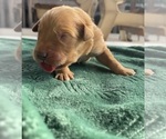 Puppy Grey Boy Golden Retriever
