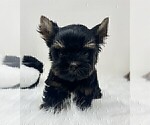 Small #11 Yorkshire Terrier