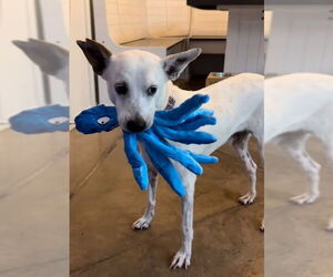 Yo-Yo - Male Mutt Dog for Adoption - Photo #8