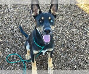 German Shepherd Dog-Unknown Mix Dogs for adoption in Orange, CA, USA