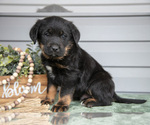 Puppy Tongo Bernedoodle-Labrador Retriever Mix