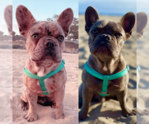 French Bulldog Puppy for sale in REDWOOD CITY, CA, USA