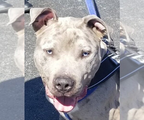 Medium Photo #4 American Pit Bull Terrier-Unknown Mix Puppy For Sale in Blacklick, OH, USA