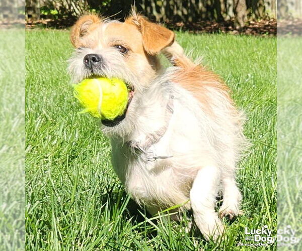 Medium Photo #13 Jacairn Puppy For Sale in Washington, DC, USA