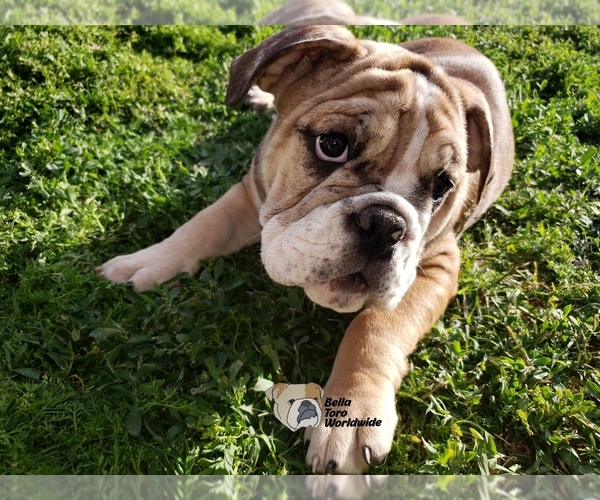 Medium Photo #1 English Bulldog Puppy For Sale in MENIFEE, CA, USA