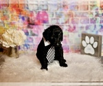 Small Photo #5 Goldendoodle Puppy For Sale in LAKE MARY, FL, USA