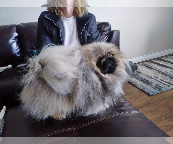 Medium Photo #1 Pekingese Puppy For Sale in BUTTE, MT, USA