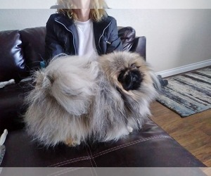 Mother of the Pekingese puppies born on 08/22/2026