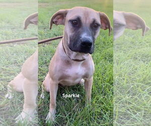 Sparkle - Female Mutt Dog for Adoption - Photo #3