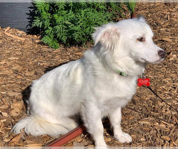 Medium Photo #1 Mutt Puppy For Sale in San Diego, CA, USA