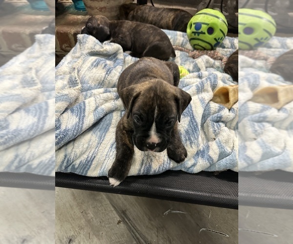 Medium Photo #40 Boxer Puppy For Sale in RALEIGH, NC, USA