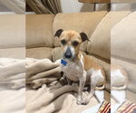 Small #4 Jack Russell Terrier Mix