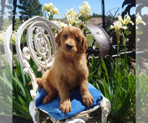 Golden Retriever Puppy for Sale in PEYTON, Colorado USA