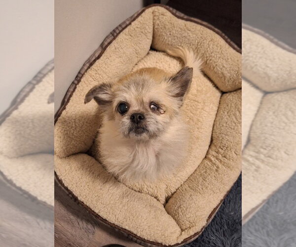 Medium Photo #6 ShiChi Puppy For Sale in The Woodlands, TX, USA