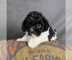 Small #4 Maltipoo (Toy)