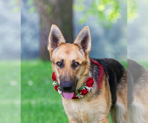 German Shepherd Dog-Unknown Mix Dogs for adoption in Unionville, PA, USA