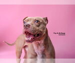 Small #17 American Pit Bull Terrier Mix