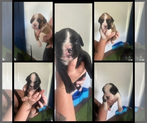 Boxer Puppy for sale in COLUMBIA, SC, USA