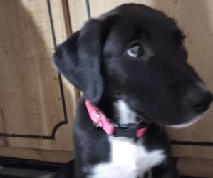 English Cream Golden Retriever-German Shepherd Dog Mix Puppy for sale in CHARLEROI, PA, USA