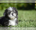 Small #4 Shih Tzu