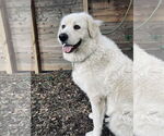 Small #1 Great Pyrenees