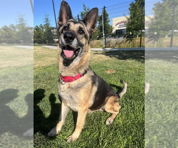 Medium Photo #3 German Shepherd Dog-Unknown Mix Puppy For Sale in Elk Grove, CA, USA