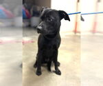 Small #3 Labrador Retriever Mix