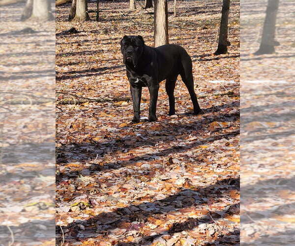 Medium Photo #1 Cane Corso Puppy For Sale in MARENGO, IL, USA