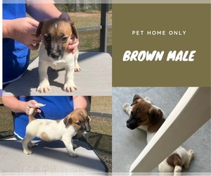 Russell Terrier Puppy for sale in OCALA, FL, USA
