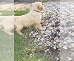 Small #3 Golden Retriever