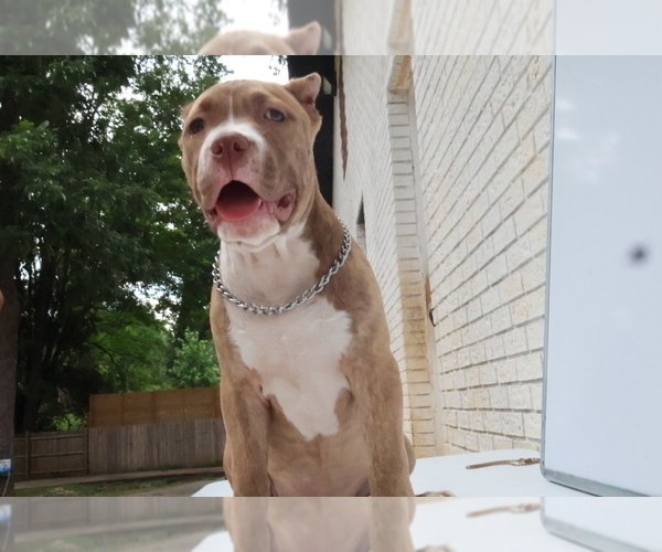 Medium Photo #3 American Bully Puppy For Sale in LOCUST, NC, USA