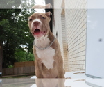 Small Photo #3 American Bully Puppy For Sale in LOCUST, NC, USA