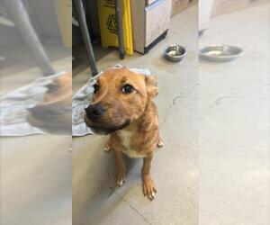 Carolina Dog Dogs for adoption in Corpus Christi, TX, USA