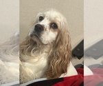 Small Photo #1 Cocker Spaniel Puppy For Sale in MARTIN, GA, USA
